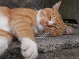 neko.jpg