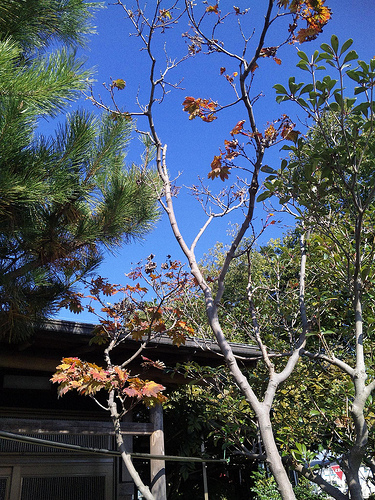 ���䤫�ʵ���, farm3.static.flickr.com_4126308021_ebe909b922.jpg