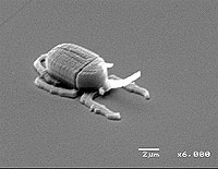 ���ܲʳ�̤���(MeSci)��, www.miraikan.jst.go.jp_microart.jpg