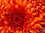 hypweb.net_Chrysanthemum.jpg